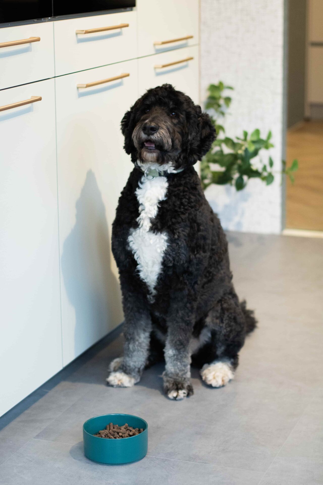 Wooof geperste hondenbrokken